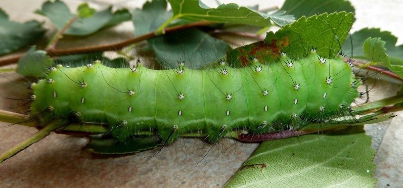 Ibrido S. pyri X S. pavoniella: Saturnia daubi (Standfuss, 1892)